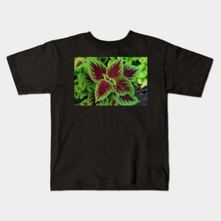 Red and green coleus plant leaves Kids T-Shirt
